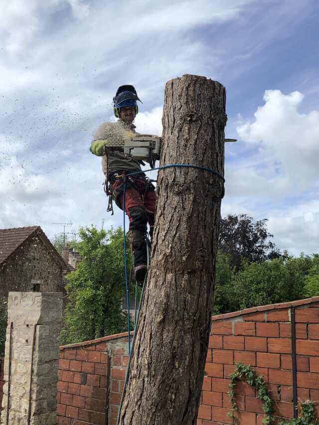 Représentation du démontage d'un arbre.