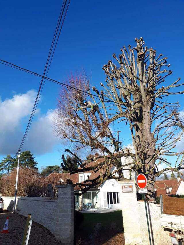 Représentation de l'élagage d'un arbre.